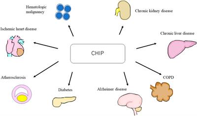 Epigenetic roles in clonal hematopoiesis and aging kidney-related chronic kidney disease